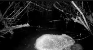 VIDEO spectaculos din Munții Făgăraș. Vidre, castori și un ursuleț