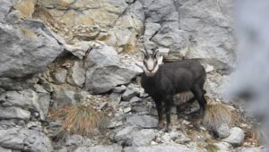 capra