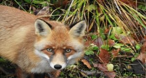 Imagini inedite cu fauna din Parcul Natural Bucegi (FOTO)