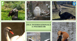 Ziua Internațională a Păsărilor sărbătorită la ZOO Brașov. Ateliere interactive, tur ghidat și prezentarea habitatelor sunt doar câteva dintre activitățile la care pot lua parte cei mici
