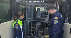 Doi săcelei au fost reținuți de polițiști pentru că organizau lupte ilegale între câini (VIDEO)
