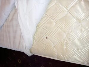 Dezastru la un hotel din Brașov! Ce nereguli au găsit comisarii OPC (FOTO) 2 thumbnail 2 1