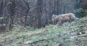 VIDEO. Un lup a fost surprins în Poiana Brașov, în timp ce „alerga” un biciclist