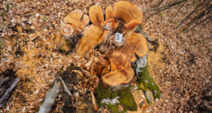 FOTO. IKEA – pădurile naturale din România ajung mobilă în 13 țări europene