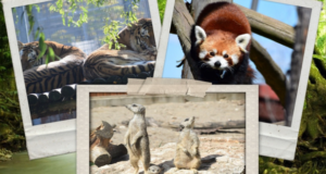 Ziua Mondială a Biodiversității sărbătorită miercuri la Zoo Brașov