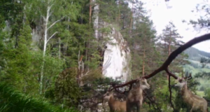 VIDEO. Imagini inedite surprinse într-o rezervație naturală din România. O capră neagră a ieșit cu iezii la joacă