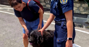 După mai bine de un an, de când a fost pierdut, un patruped s-a reunit cu stăpânul său. Polițiștii brașoveni l-au putut identifica cu ajutorul „actului de identitate”, cipul! (FOTO)