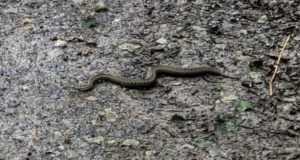 Două vipere, capturate de jandarmi în zona campingului Valea Zânelor, Covasna (FOTO)