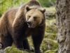 Bărbat de 55 de ani sfâșiat de urs, pe un teren din județul Brașov! Atacul i-a fost fatal