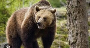 Două persoane au fost atacate de urs în Crizbav