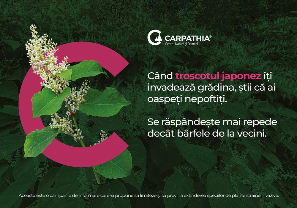 Fundația Conservation Carpathia atrage atenția asupra pericolului reprezentat de speciile de plante străine invazive 1 thumbnail 1