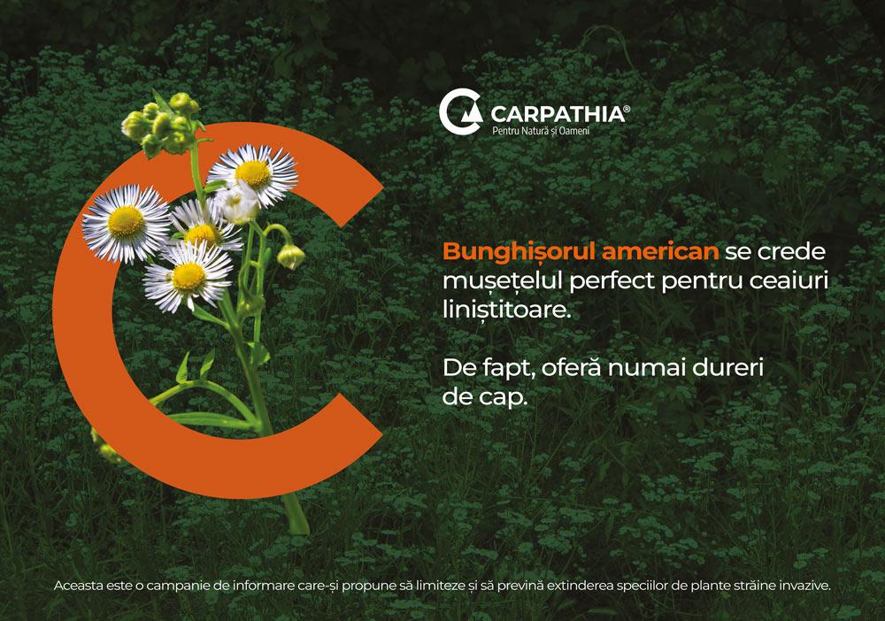 Fundația Conservation Carpathia atrage atenția asupra pericolului reprezentat de speciile de plante străine invazive 2 thumbnail