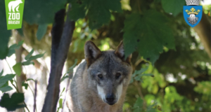 Ziua Internațională a Lupului sărbătorită la Grădina Zoologică Brașov. Ateliere, jocuri și concursuri pentru toate vârstele