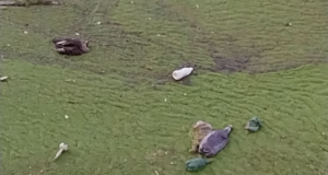 VIDEO. „Este dezastru ecologic”. Imagini tulburătoare cu sute de rațe moarte la Hidrocentrala Voila