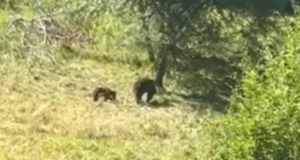 VIDEO. Cartierul Dârste continuă să fie „bântuit” de o ursoaică cu pui. Viața locatarilor este pusă în pericol, dar autoritățile locale nu fac nimic!
