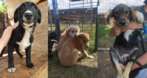 Zeci de câini abandonaţi, din Sfântu Gheorghe, așteaptă să își găsească stăpân. Adopția este gratuită!