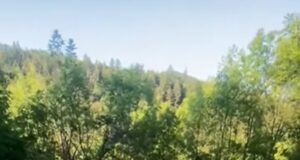 „Marea asfaltare” la Brașov s-a făcut prin…pădure! „Covor” turnat din Răcădău până pe Tâmpa(VIDEO)