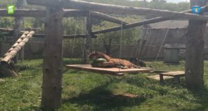 Secretele enrichment-ului: cum este îmbunătățită viața animalelor de la Zoo Brașov