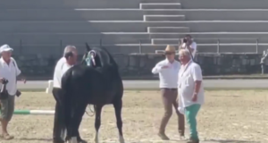 VIDEO. Un armăsar lipițan din Brașov, campion în Slovenia la Campionatul Internațional pentru rasa Lipițană