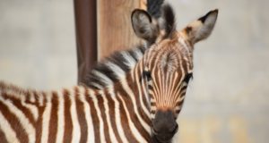 Primul pui de zebră născut la Zoo Brașov (FOTO)