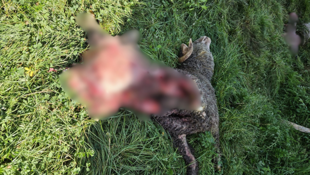 Ursul a făcut prăpăd la Predeluț! Locuitorii sunt disperați (FOTO) 2 03.09 6