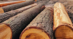 Antreprenorii braşoveni Csaba Csomos şi Ferenc Dumitraşcu au ajuns la afaceri de 1,3 mil. euro cu producătorul de scule pentru prelucrarea lemnului Technowood
