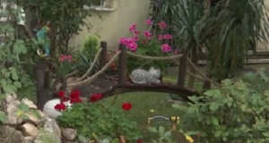 Cum arată grădinile unor blocuri din Braşov: pitici de grădină, plante exotice, machete de avioane şi chiar iazuri amenajate