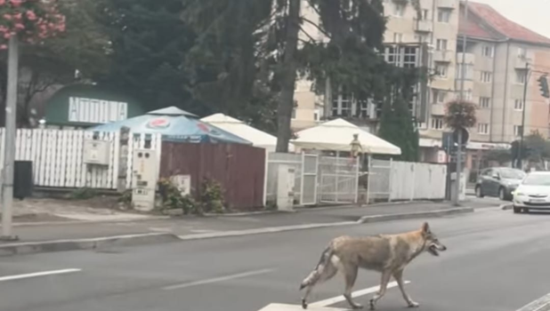 16.09 (43)