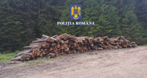 Polițiștii din Brașov au confiscat 105 metri cubi de lemn, în valoare de 16.000 lei
