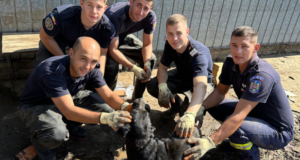 Jandarmii din Brașov, salavatori și pentru necuvântătoare. Un cățel salvat din dărâmături în timpul intervențiilor de la Galați