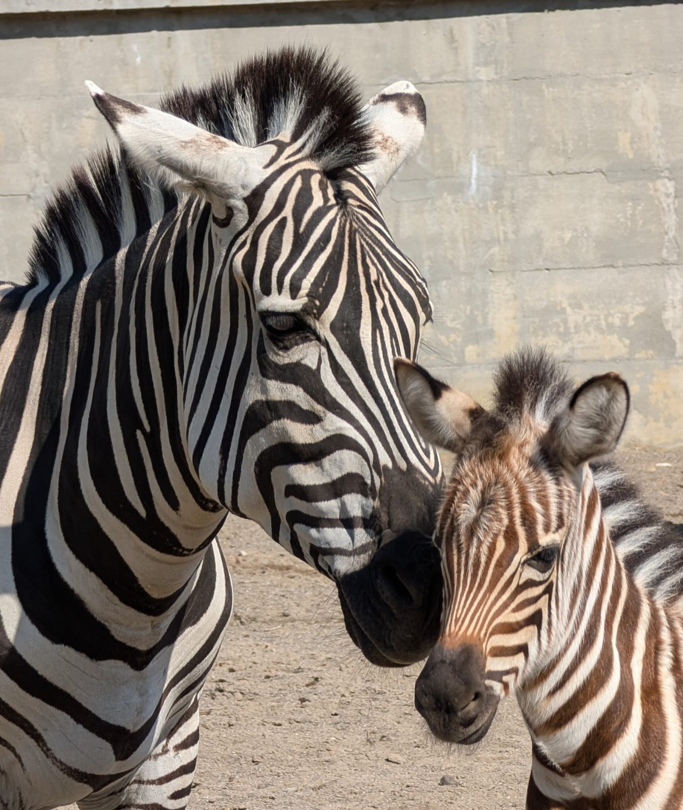 Primul pui de zebră născut la Zoo Brașov (FOTO) 2 Imagine WhatsApp 2024 09 03 la 14.33.00 43941575