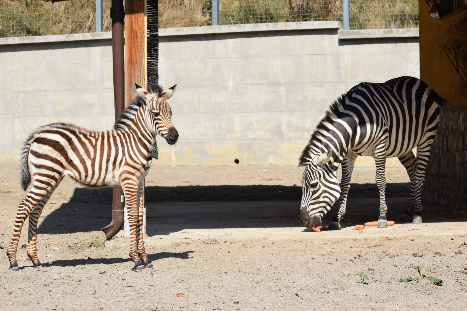 Primul pui de zebră născut la Zoo Brașov (FOTO) 1 Imagine WhatsApp 2024 09 03 la 14.33.01 0a3e78c2