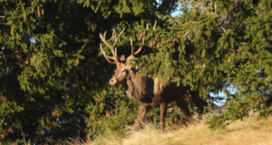 Regele pădurilor, fotografiat în Parcul Natural Bucegi, într-o pauză a spectacolului boncănitului cerbilor (FOTO)