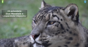 Ziua Internațională a Leopardului Zăpezilor sărbătorită la Zoo Brașov: povești, jocuri și ateliere