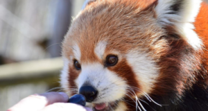 Activități educative și interactive la Zoo Brașov cu ocazia Zilei Dedicate Relației Om-Animal