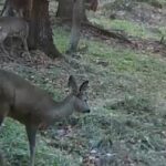 Descoperiți minunile sălbatice de lângă Brașov, o lume fascinantă care așteaptă să fie admirată! (VIDEO, FOTO) 7 capriori b