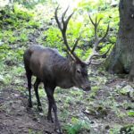 Descoperiți minunile sălbatice de lângă Brașov, o lume fascinantă care așteaptă să fie admirată! (VIDEO, FOTO) 2 cerb b