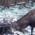 Descoperiți minunile sălbatice de lângă Brașov, o lume fascinantă care așteaptă să fie admirată! (VIDEO, FOTO) 3 cerbi brasov