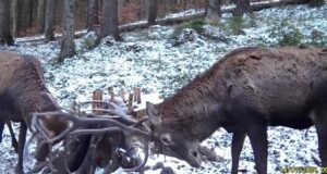 Descoperiți minunile sălbatice de lângă Brașov, o lume fascinantă care așteaptă să fie admirată! (VIDEO, FOTO)