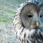 Descoperiți minunile sălbatice de lângă Brașov, o lume fascinantă care așteaptă să fie admirată! (VIDEO, FOTO) 5 huhurez b