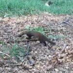 Descoperiți minunile sălbatice de lângă Brașov, o lume fascinantă care așteaptă să fie admirată! (VIDEO, FOTO) 4 jder b