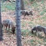 Descoperiți minunile sălbatice de lângă Brașov, o lume fascinantă care așteaptă să fie admirată! (VIDEO, FOTO) 1 lupi bg