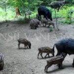 Descoperiți minunile sălbatice de lângă Brașov, o lume fascinantă care așteaptă să fie admirată! (VIDEO, FOTO) 6 mistreti cu pui