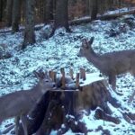 Descoperiți minunile sălbatice de lângă Brașov, o lume fascinantă care așteaptă să fie admirată! (VIDEO, FOTO) 8 tapi b