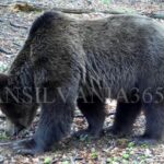 Descoperiți minunile sălbatice de lângă Brașov, o lume fascinantă care așteaptă să fie admirată! (VIDEO, FOTO) 10 urs