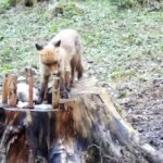 Descoperiți minunile sălbatice de lângă Brașov, o lume fascinantă care așteaptă să fie admirată! (VIDEO, FOTO) 9 vulpe b