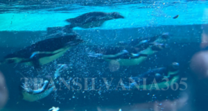 Ziua Mondială a Pinguinului, sărbătorită la Zoo Brașov cu activități interactive și descoperiri fascinante
