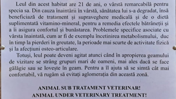 Grădina Zoologică Brașov răspunde acuzațiilor privind starea unui leu alb: „beneficiază de tratament și supraveghere medicală” 1 6.01.25 8