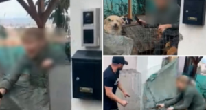 Evacuare cu scandal la Brașov. Chiriașa refuză să plece și transformă casa în „adăpost” pentru peste 20 de câini