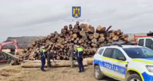 Jaf în pădurile din Brașov! Peste 400 de metri cubi de lemn confiscați de polițiști